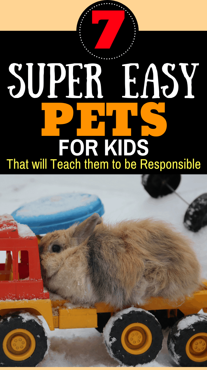 A list of easy, low maintenance pets for kids that will teach them to love, care and help them feel a sense of purpose and accomplishment. These easy-to-care-for pets are especially great for little kids and parents who already have a busy life.