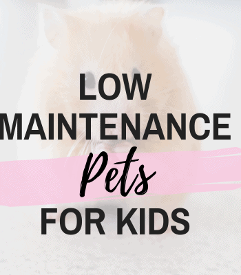 pets for kids