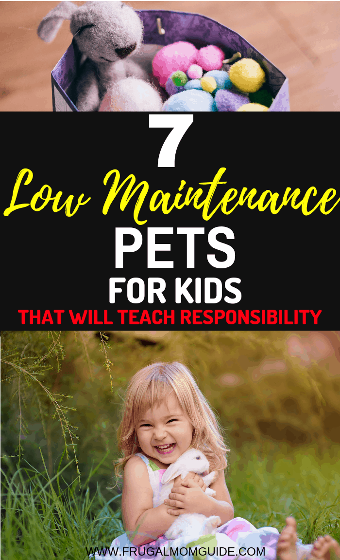 Low Maintenance Pets for Kids that will teach responsibility. These easy pets for kids will teach kids to love, care and provide them with a sense of purpose. Click to read more.