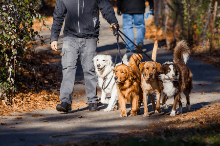 get free money right now - man walking dogs