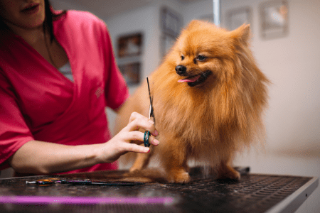 woman grooming dog