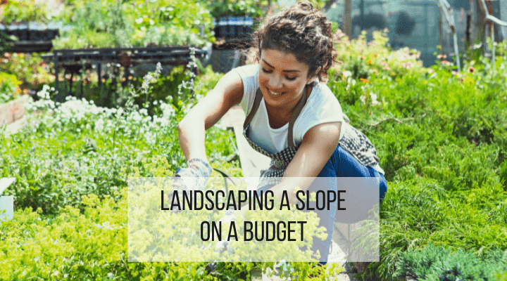 landscaping a slope on a budget feature