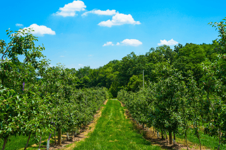 fruit trees lined out on hillside