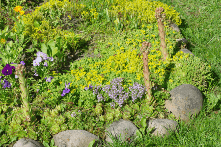 groundcovers and gardening on a hill