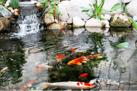 koi pond on hillside garden