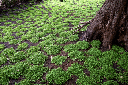 low maintenance hillside landscaping with groundcovers