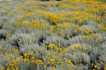 low maintenance hillside landscaping with helichrysum 