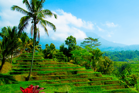 terraced slope landscaping