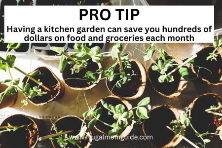 kitchen garden plants